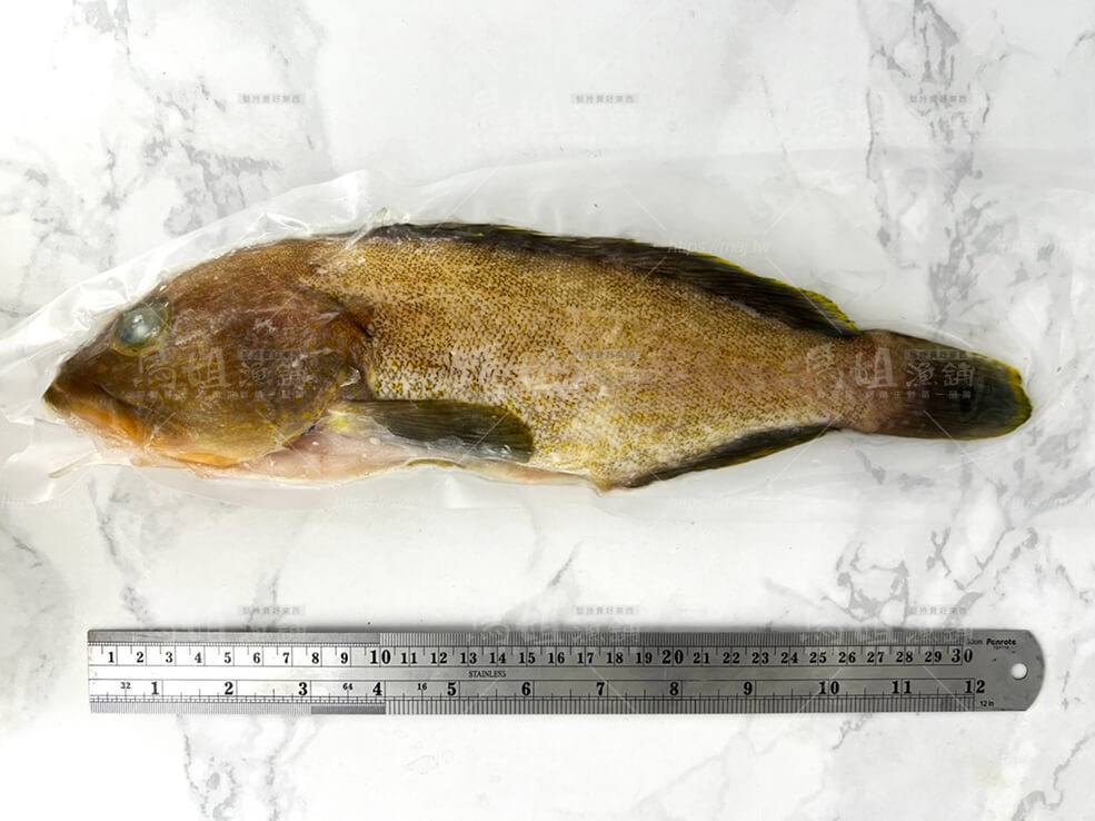 澎湖野生中溝石斑魚 400-450g
